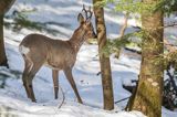 sarna, Capreolus capreolus, samiec, koziołek