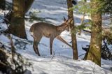 sarna, Capreolus capreolus, samiec, koziołek