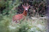 koziołek, samiec sarny, Capreolus capreolus