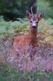 koziołek, samiec sarny, Capreolus capreolus