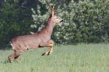 sarna samiec koziołek, Capreolus capreolus