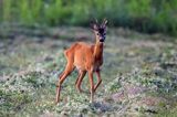 sarna, Capreolus capreolus, koziołek