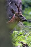 sarna, Capreolus capreolus, koziołek