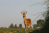 Sarna, Capreolus capreolus, koziołek