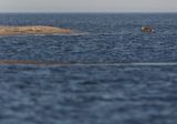 Koziołek, sarna europejska, Capreolus capreolus, samiec w morzu, Zatoka Gdańska, ujście Wisły