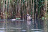 sarna samiec koziołek, Capreolus capreolus