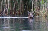 sarna samiec koziołek, Capreolus capreolus