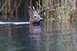 sarna samiec koziołek, Capreolus capreolus