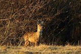 Sarna, Capreolus capreolus, koziołek