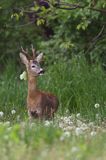 Koziołek, sarna europejska, Capreolus capreolus, samiec