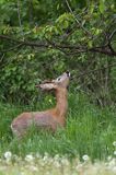 Koziołek, sarna europejska, Capreolus capreolus, samiec