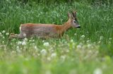 Koziołek, sarna europejska, Capreolus capreolus, samiec