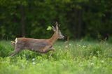 Koziołek, sarna europejska, Capreolus capreolus, samiec