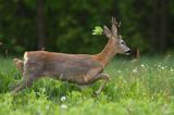 Koziołek, sarna europejska, Capreolus capreolus, samiec