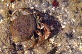 Pustelnik, krab pustelnik, rak pustelnik, Paguroidea, Południowa Norwegia