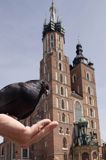 Cracow Rynek Starego Miasta, kościół Mariacki i gołębie