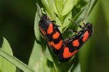 Krasanka natrawka / Cercopis vulnerata /