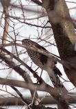 krogulec Accipiter nisus samica