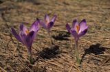 krokusy, Krokus spiski, szafran spiski, Crocus scepusiensis