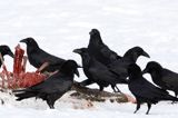 kruki Corvus corax