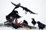 kruki Corvus corax