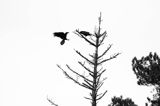 Para kruków, Corvus corax