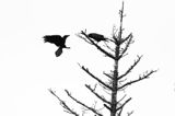 Para kruków, Corvus corax