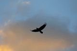 Kruk, Corvus corax