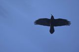 Kruk, Corvus corax