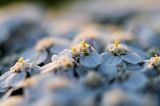 Krwawnik pospolity, Achillea millefolium, koszyczek kwiatowy