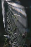 pajęczyna i krwawnik Krwawnik pospolity, Achillea millefolium
