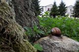 ślimak winniczek w parku podworskim w Krzemiennej, Pogórze Dynowskie, Helix pomatia