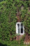 Krzemienna, winobluszcz pięciolistkowy na ścianie chaty Pogórze Dynowskie, Parthenocissus quinquefolia