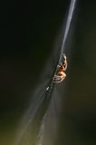 pająk krzyżak i pajęczyna, Araneus sp.