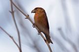 Krzyżodziób sosnowy Loxia pytyopsittacus)