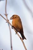 Krzyżodziób sosnowy Loxia pytyopsittacus)