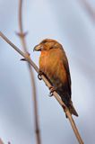 Krzyżodziób sosnowy Loxia pytyopsittacus)