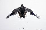 kaczka krzyżówka, Anas platyrynchos