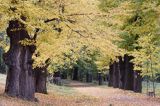 Książ, park