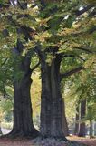 Kudowa Zdrój, drzewa w Parku Zdrojowym