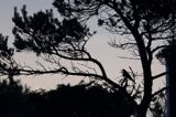 Kukułka, Cuculus canorus, wyspa Havringe, Szwecja
