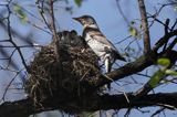 Kwiczoł Turdus pilaris) przy gnieździe