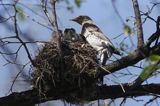 Kwiczoł Turdus pilaris) przy gnieździe