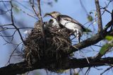 Kwiczoł Turdus pilaris) przy gnieździe