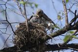 Kwiczoł Turdus pilaris) przy gnieździe