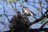 Kwiczoł Turdus pilaris) przy gnieździe