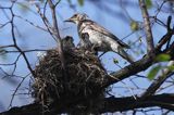 Kwiczoł Turdus pilaris) przy gnieździe