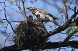 Kwiczoł Turdus pilaris) przy gnieździe