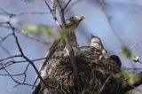 Kwiczoł Turdus pilaris) przy gnieździe