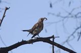 Kwiczoł Turdus pilaris) z dżdżownicą w dziobie